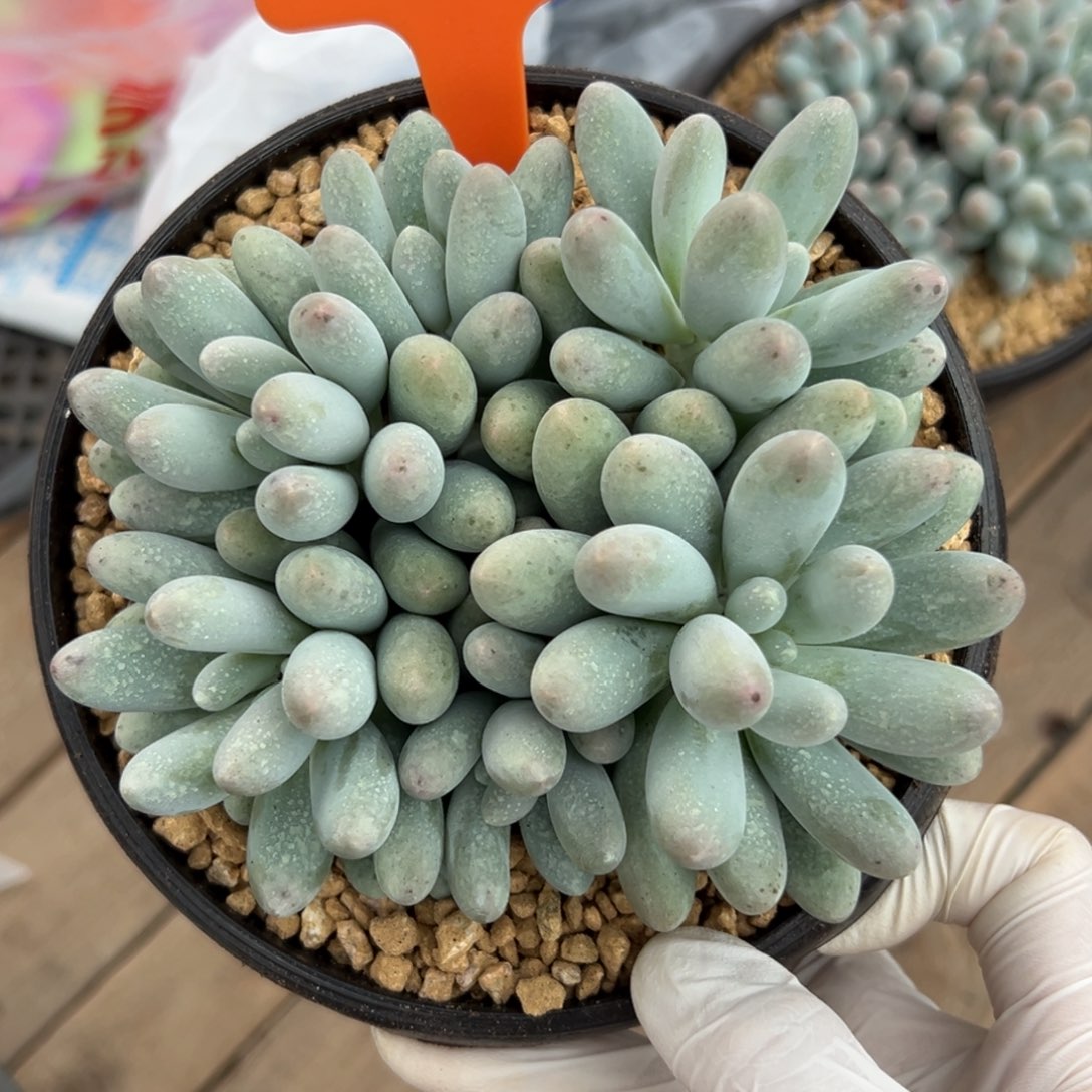 汤圆1111111111111111