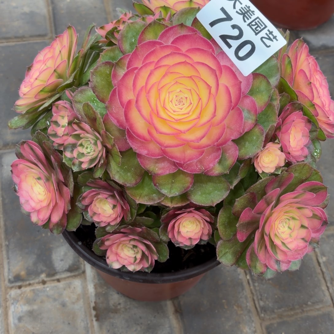 爱***猪荔枝福利老桩720肉肉肉