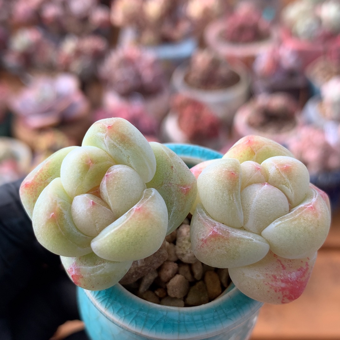 冰玉一物一拍 029