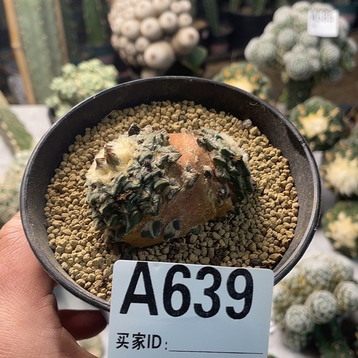 完全开放639姬牡丹一个