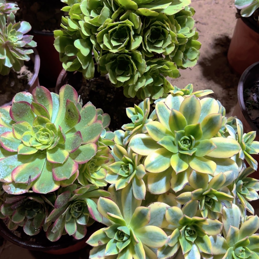 星爆，奶白，绿玫瑰大手捧19.8