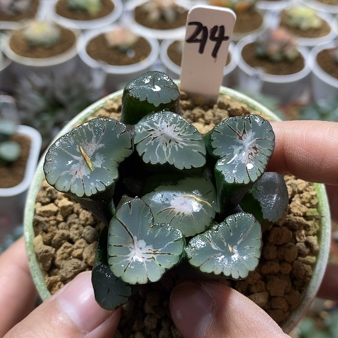 214大爆炸十二多肉