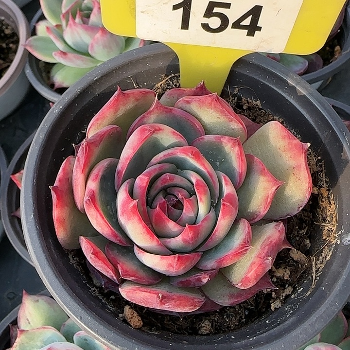 154 惊鸿仙子多肉植物6-9cm