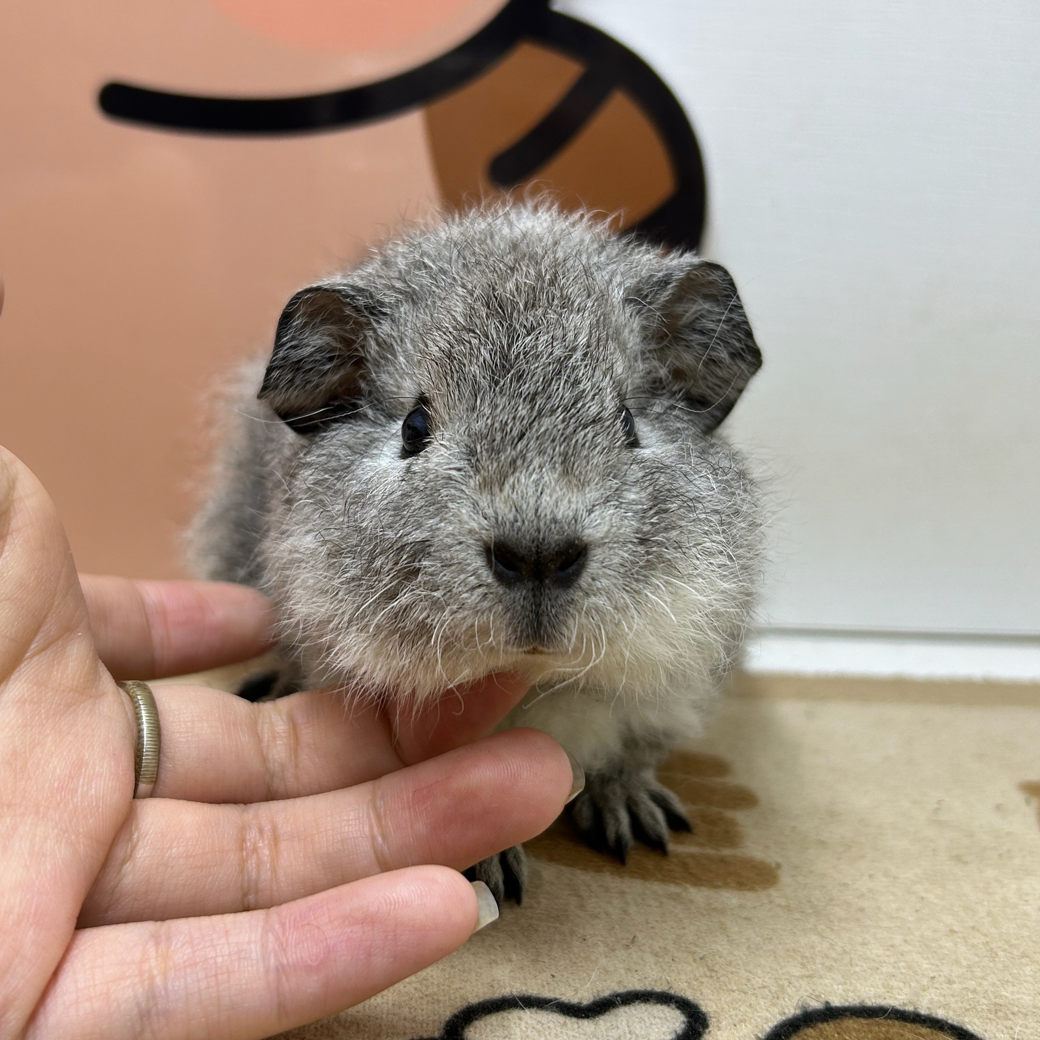 宠物豚鼠雕灰加白考拉色美泰荷兰猪弟弟