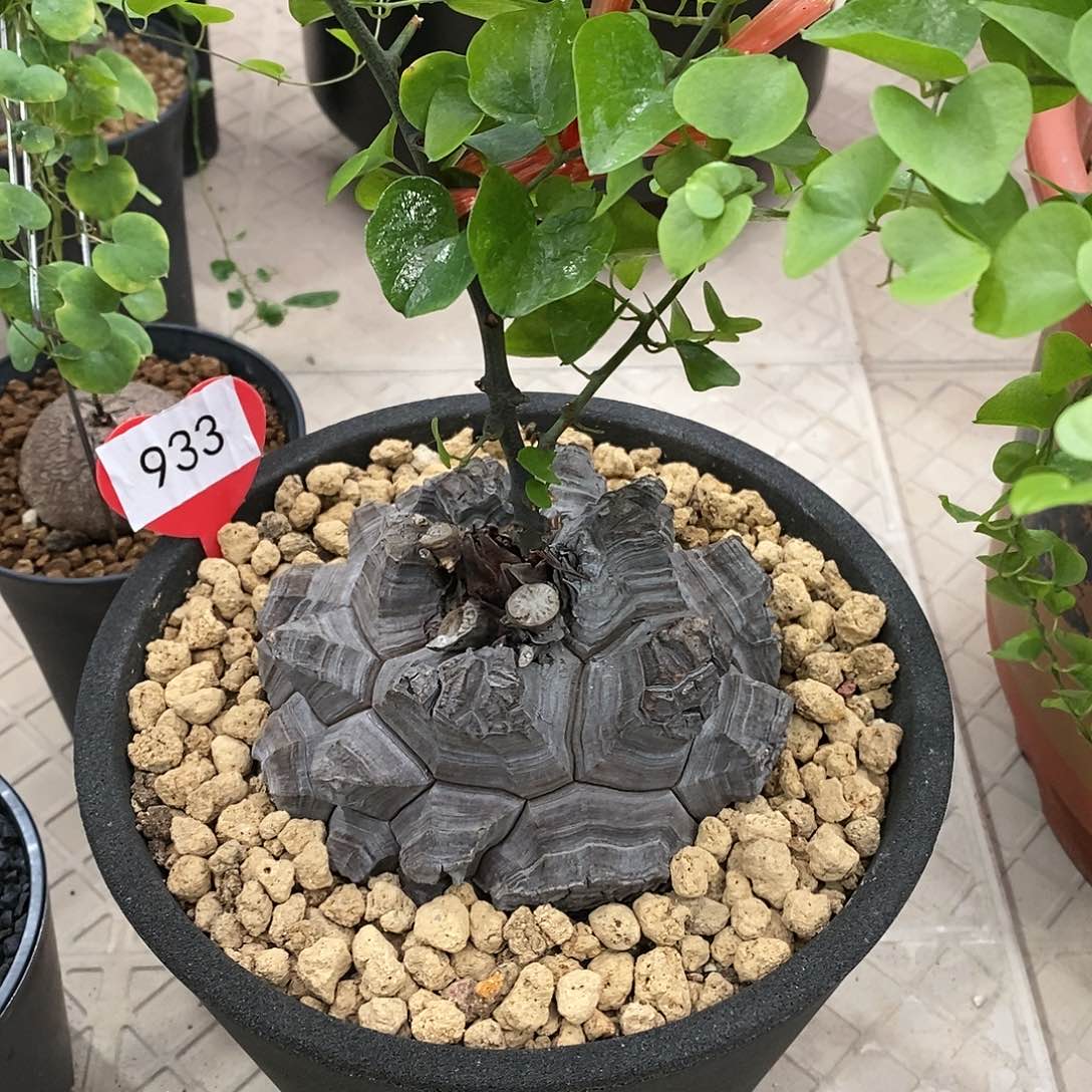 南非龟甲龙龟甲龙