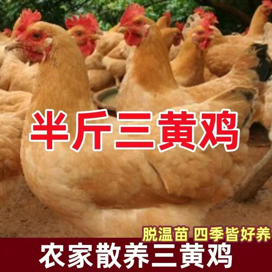 半斤左右三黄鸡宠物鸡土鸡长尾鸡【顺丰包邮】到手11只