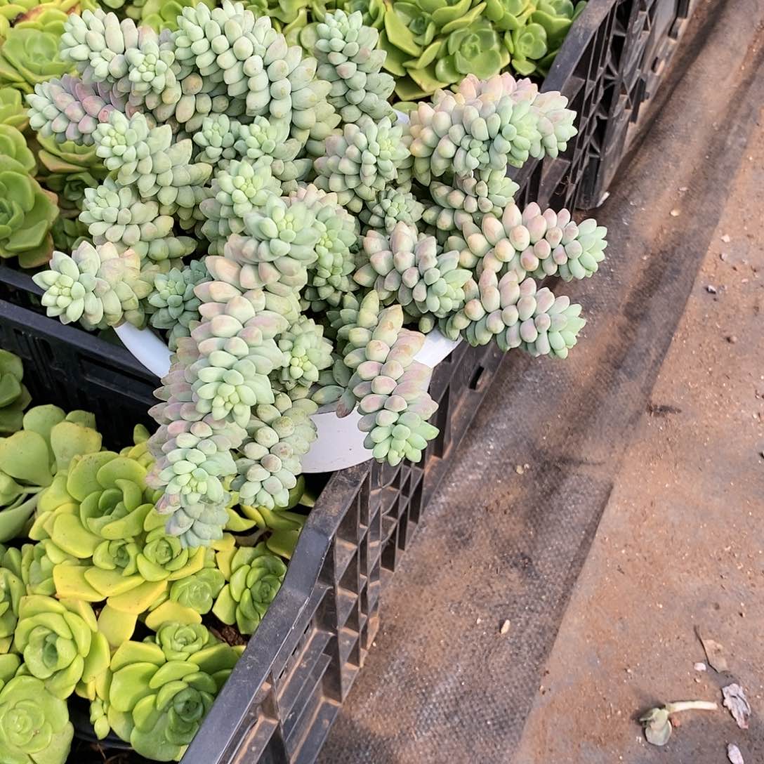 超大彩虹玉坠带盆土