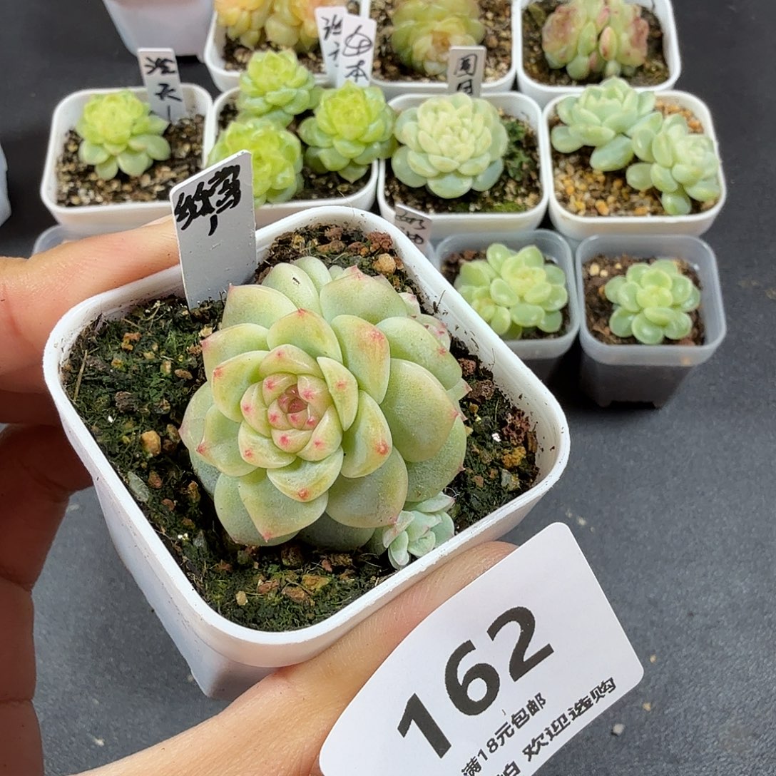 纸鸢三头一物一拍162