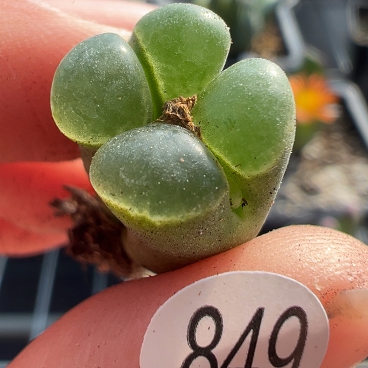 849干这颗多肉有点好看