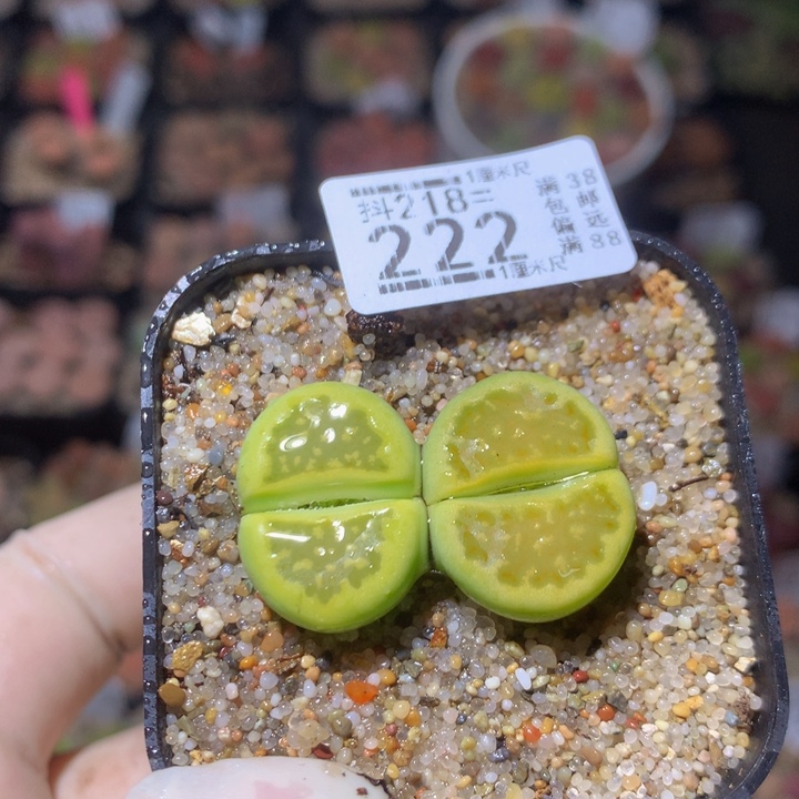  精品生石花218.222