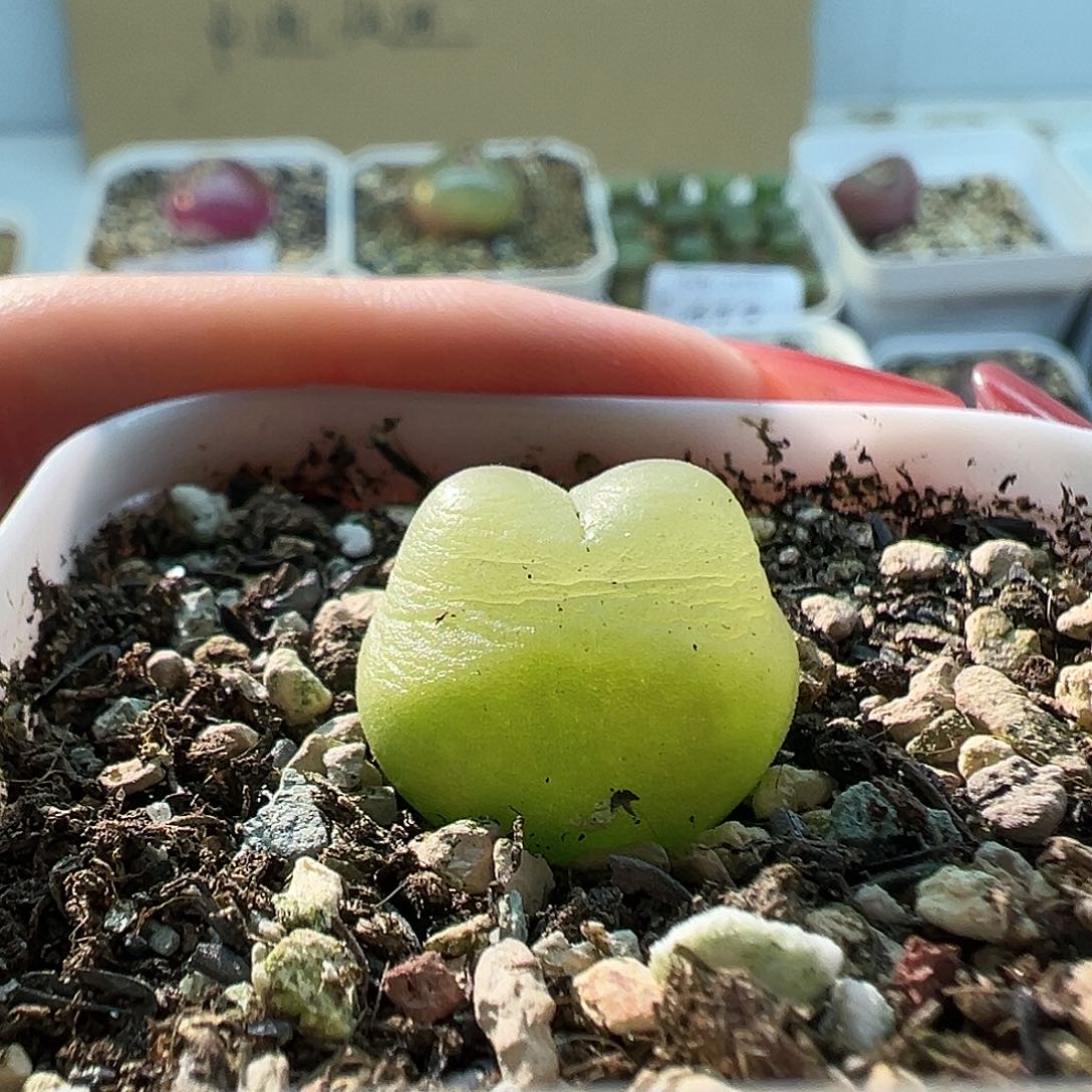 656拉登11111111111111