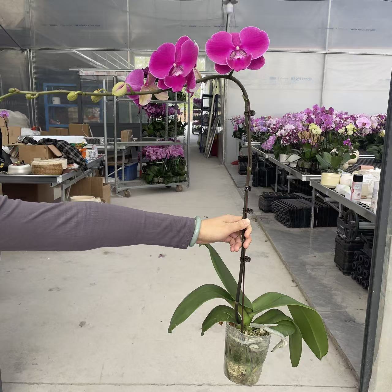 《年年有余》3.5寸大杯精品蝴蝶兰 紫红色系自带斑点 耐开好养 