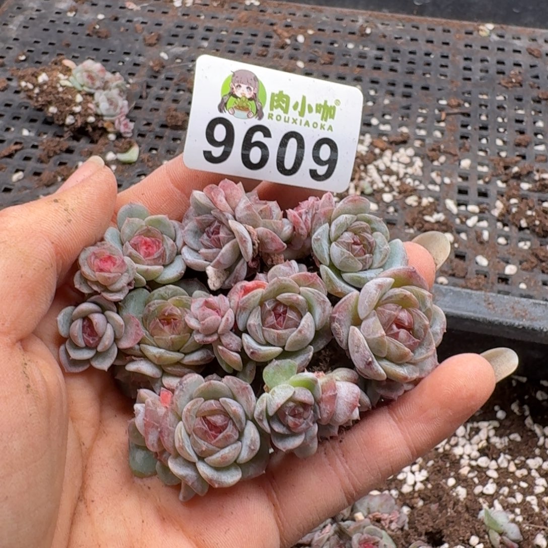 多肉植物多肉植物