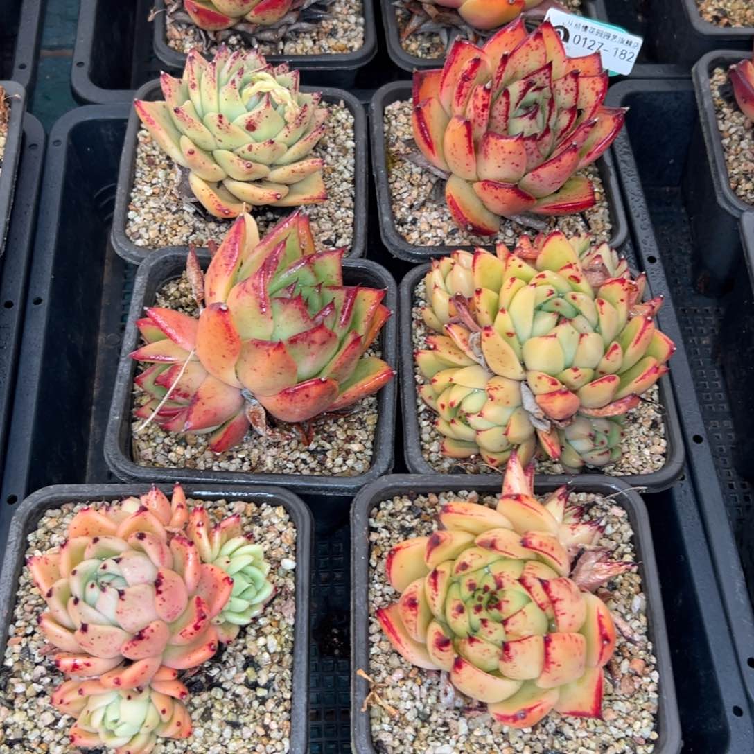 多肉一物一拍0127-182