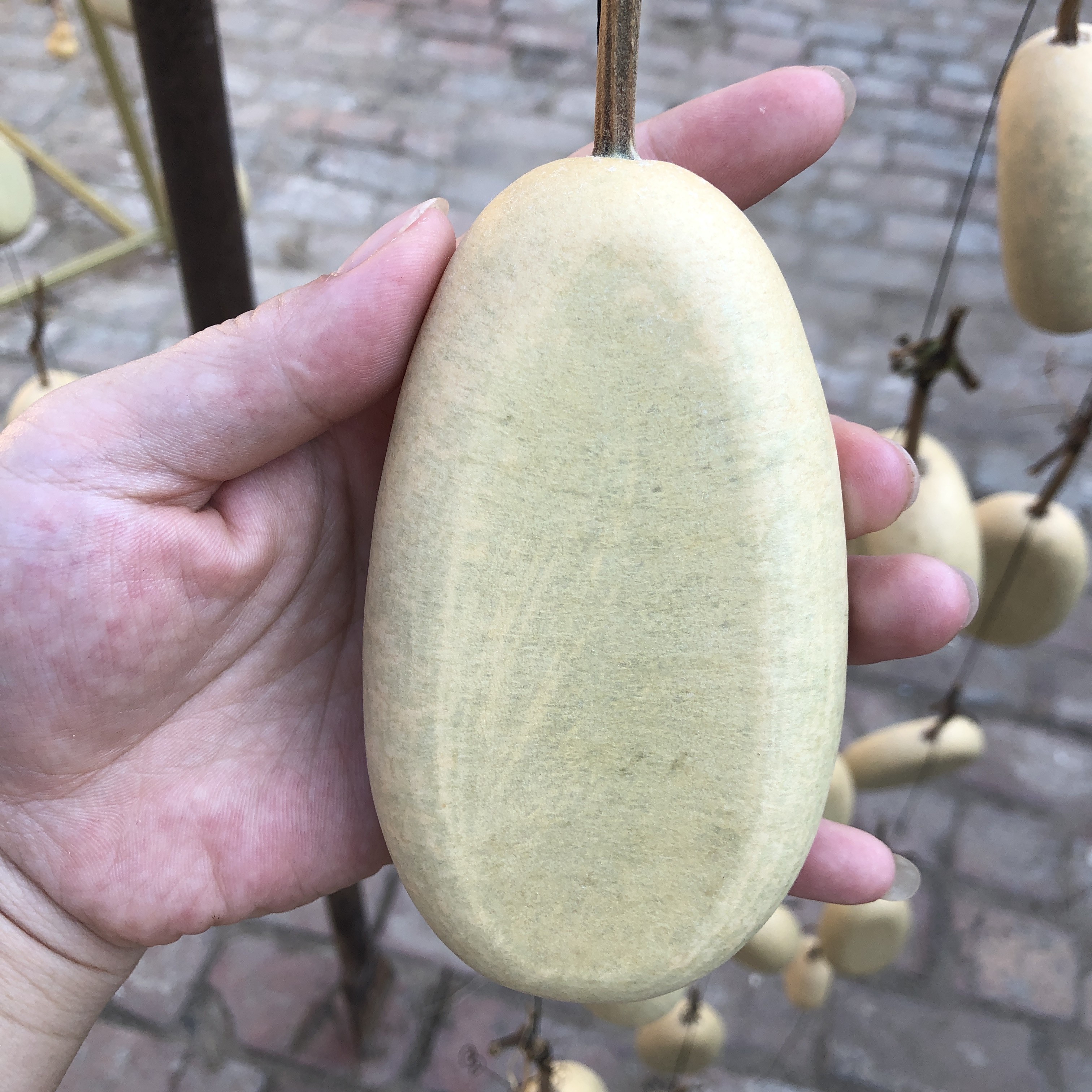 冬瓜扁全品无暇厚皮