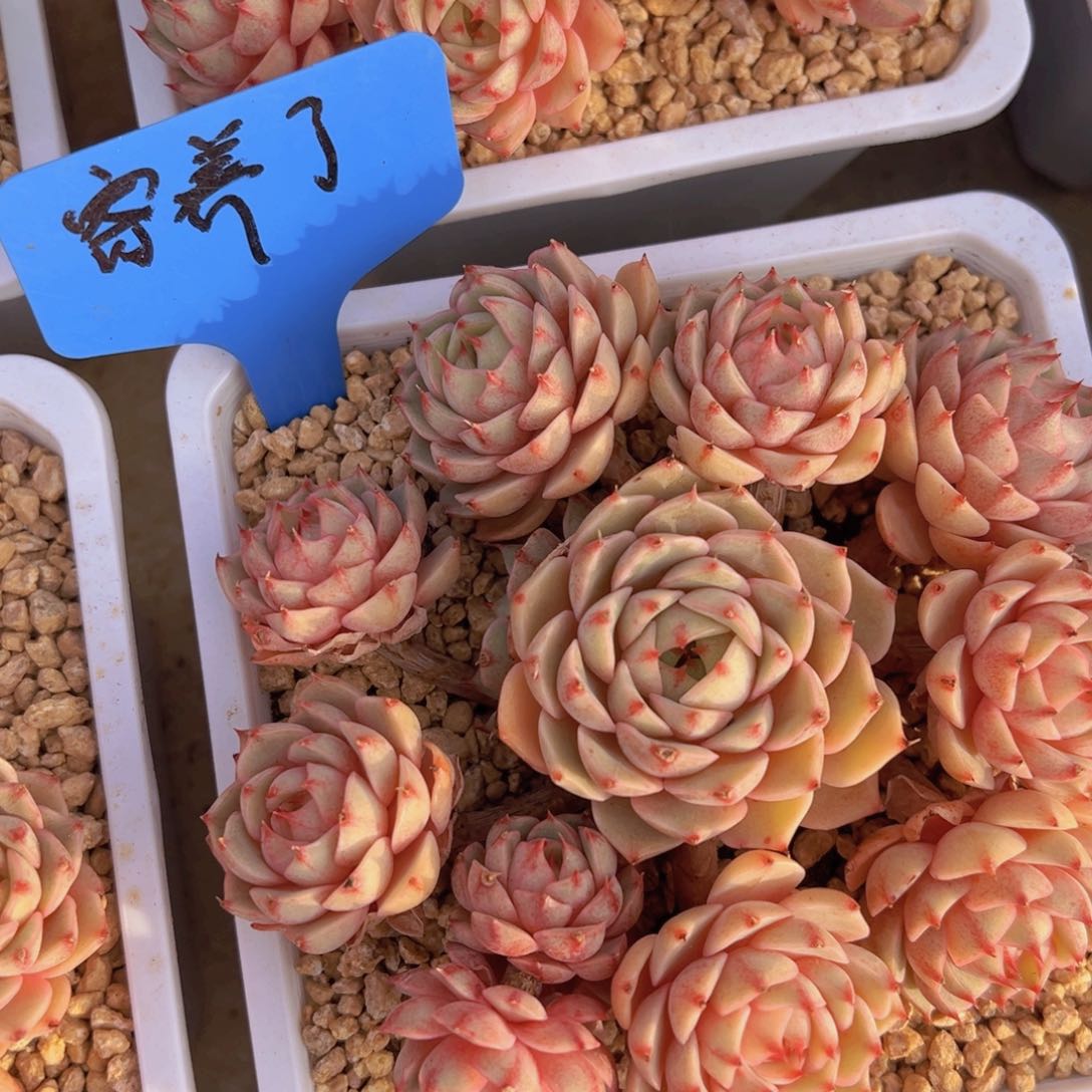 香玉等多种名贵的产品和