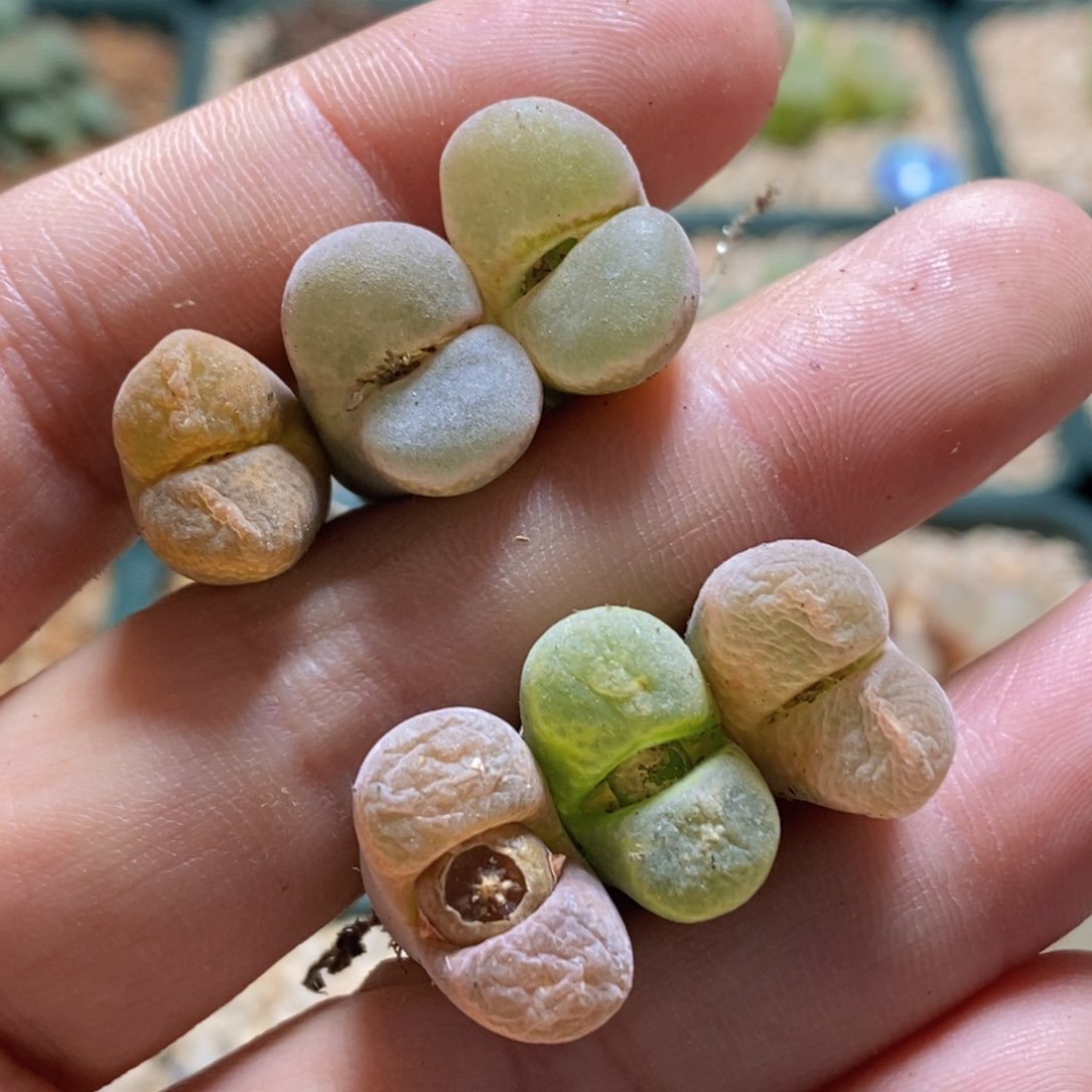 开播福利一手风铃