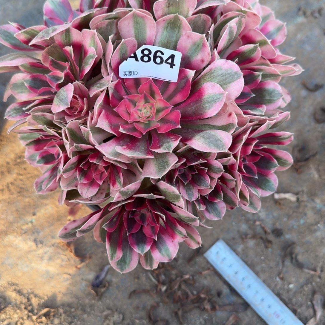 选***忆初恋法师一物一拍864