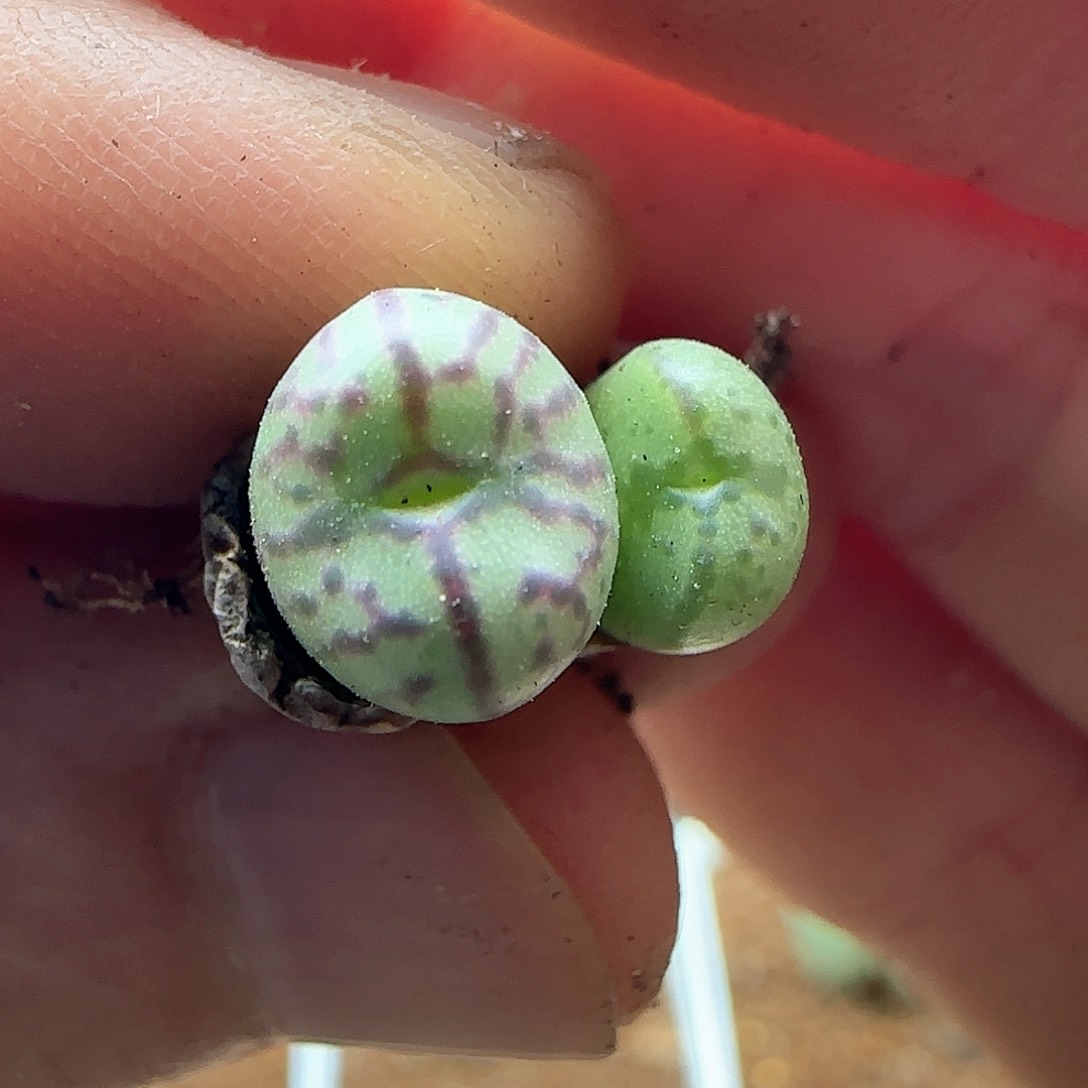 铜壶杂交纹非常好。 41920