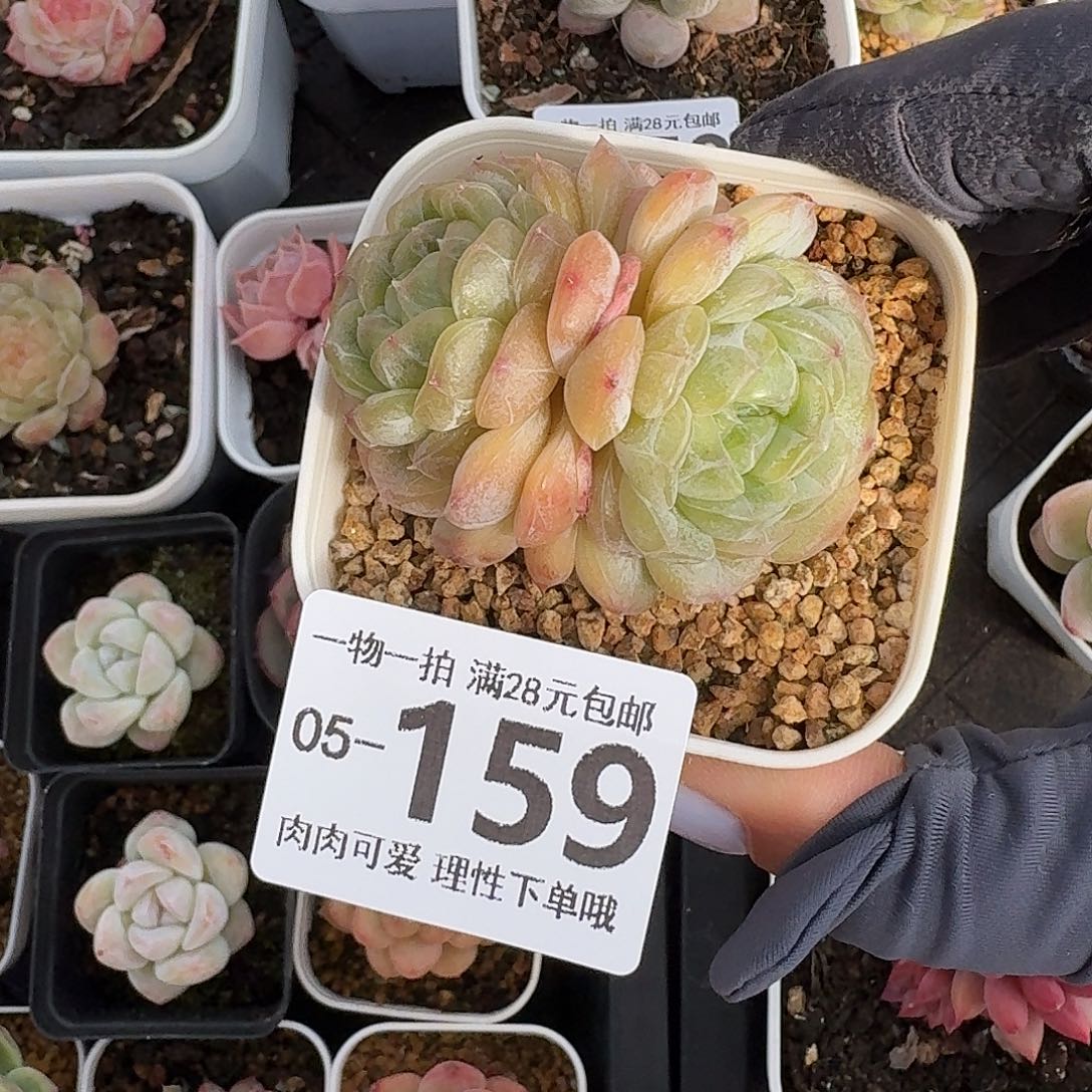 白恋无盆无发货无