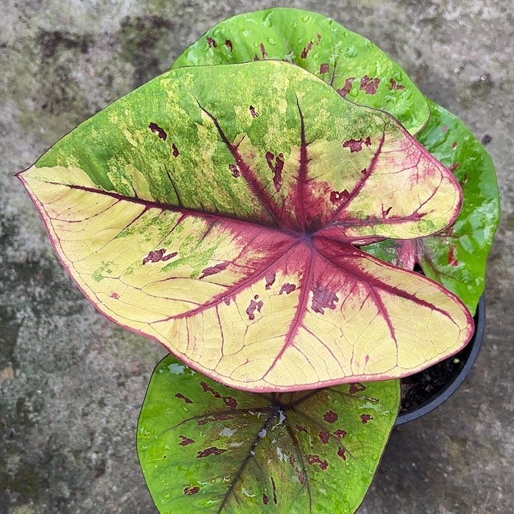 15-1229彩叶芋广东现货