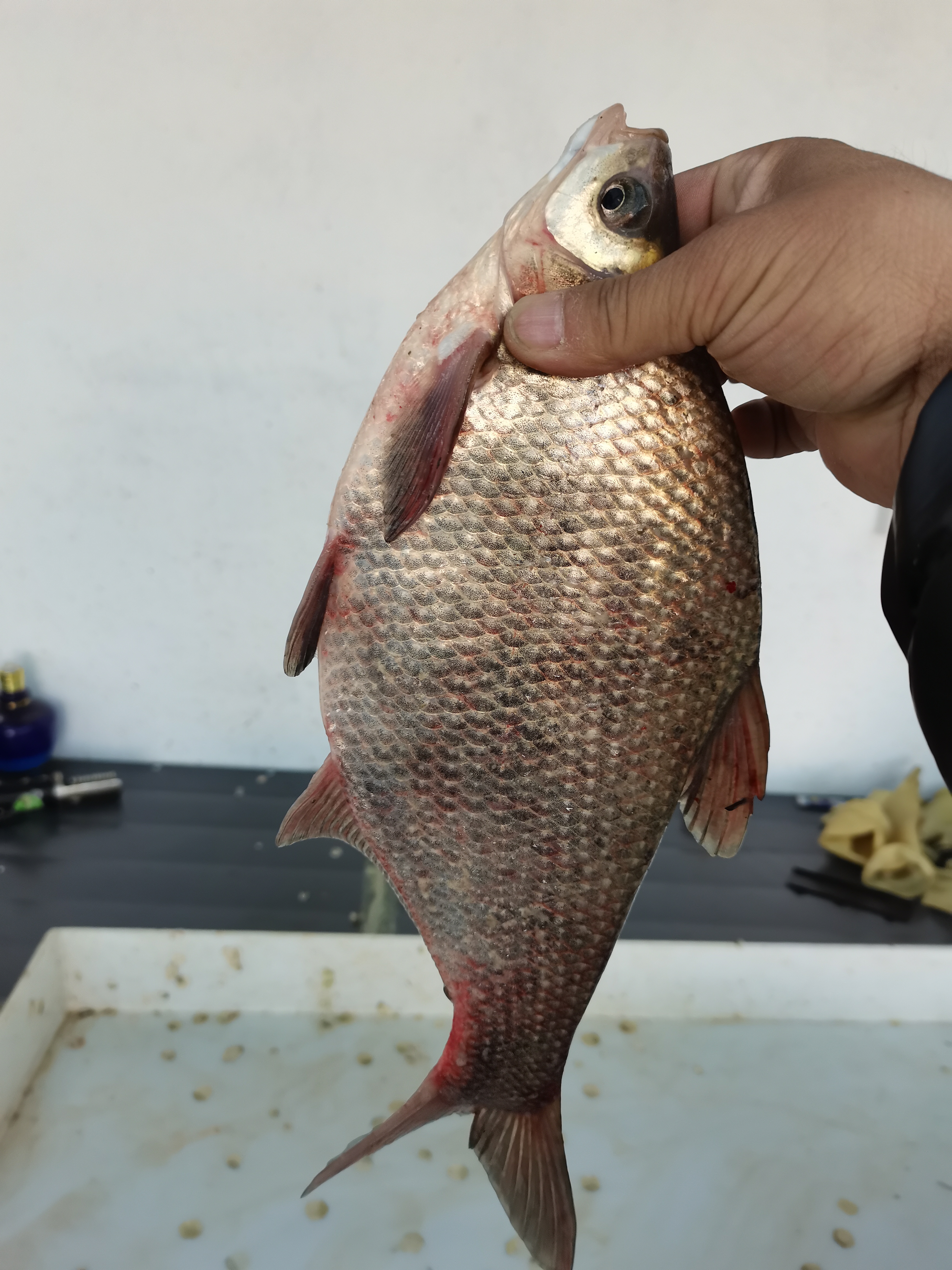 东北冷水鳊花鱼6斤