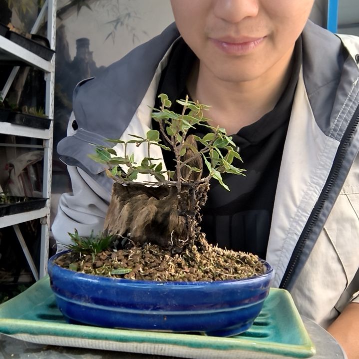 肖*波小盆景小植物一物一拍165