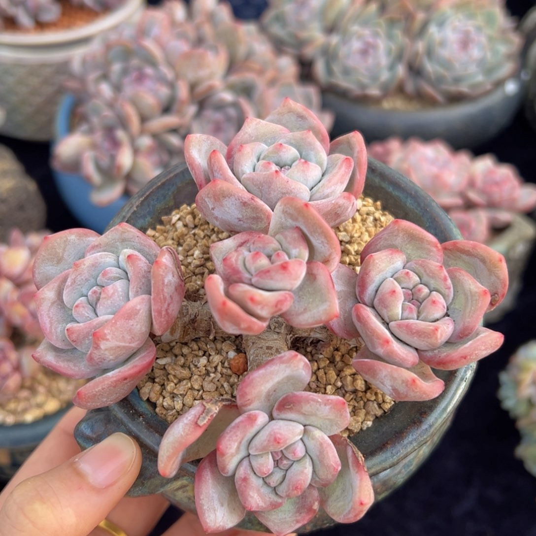 新年快乐 新年快乐