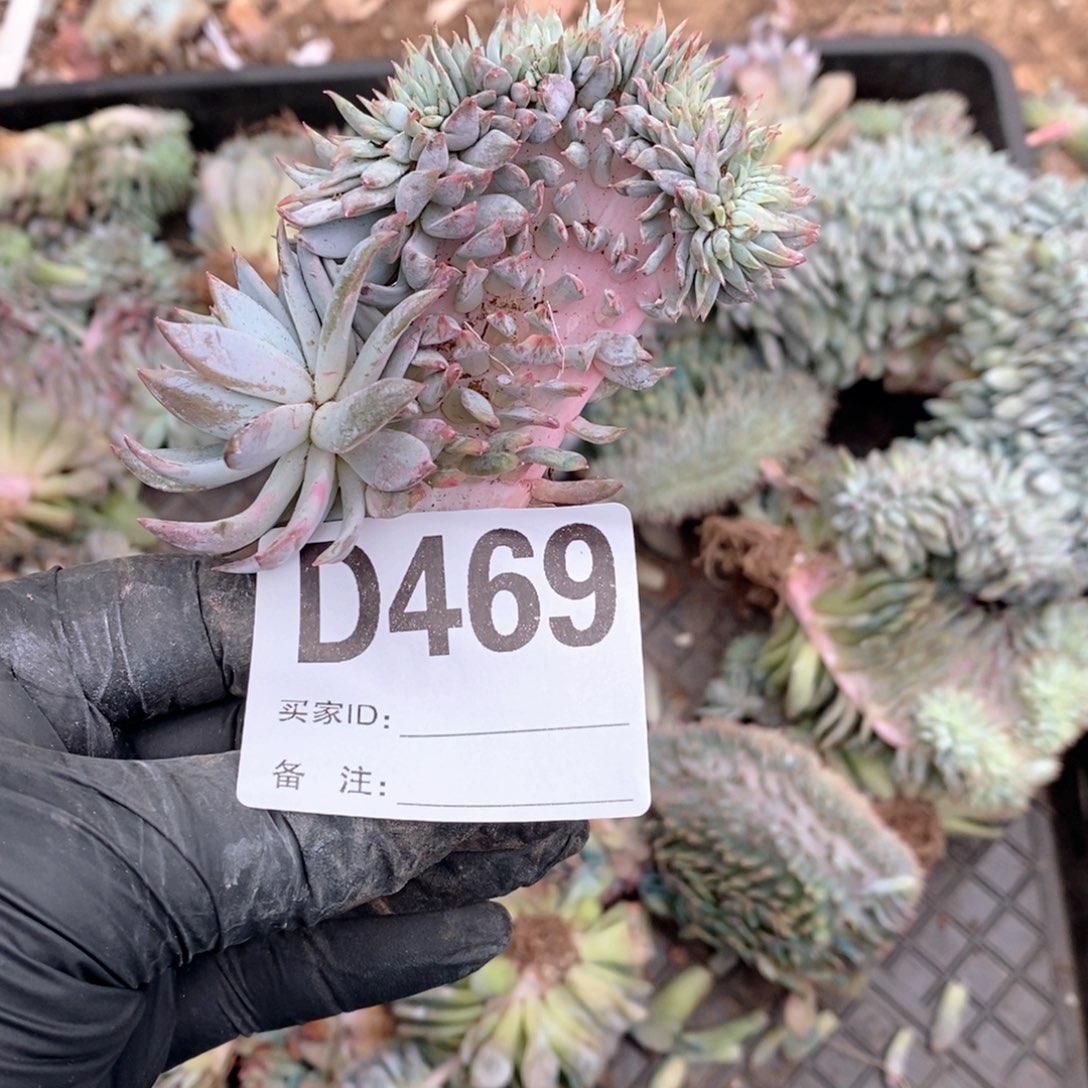 469 星影树缀哇哇哇哇