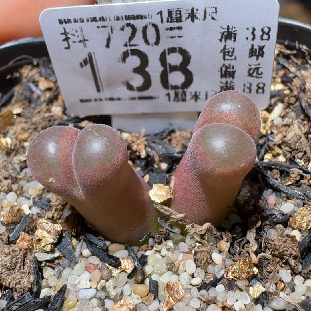 Sss清清清货了便宜138