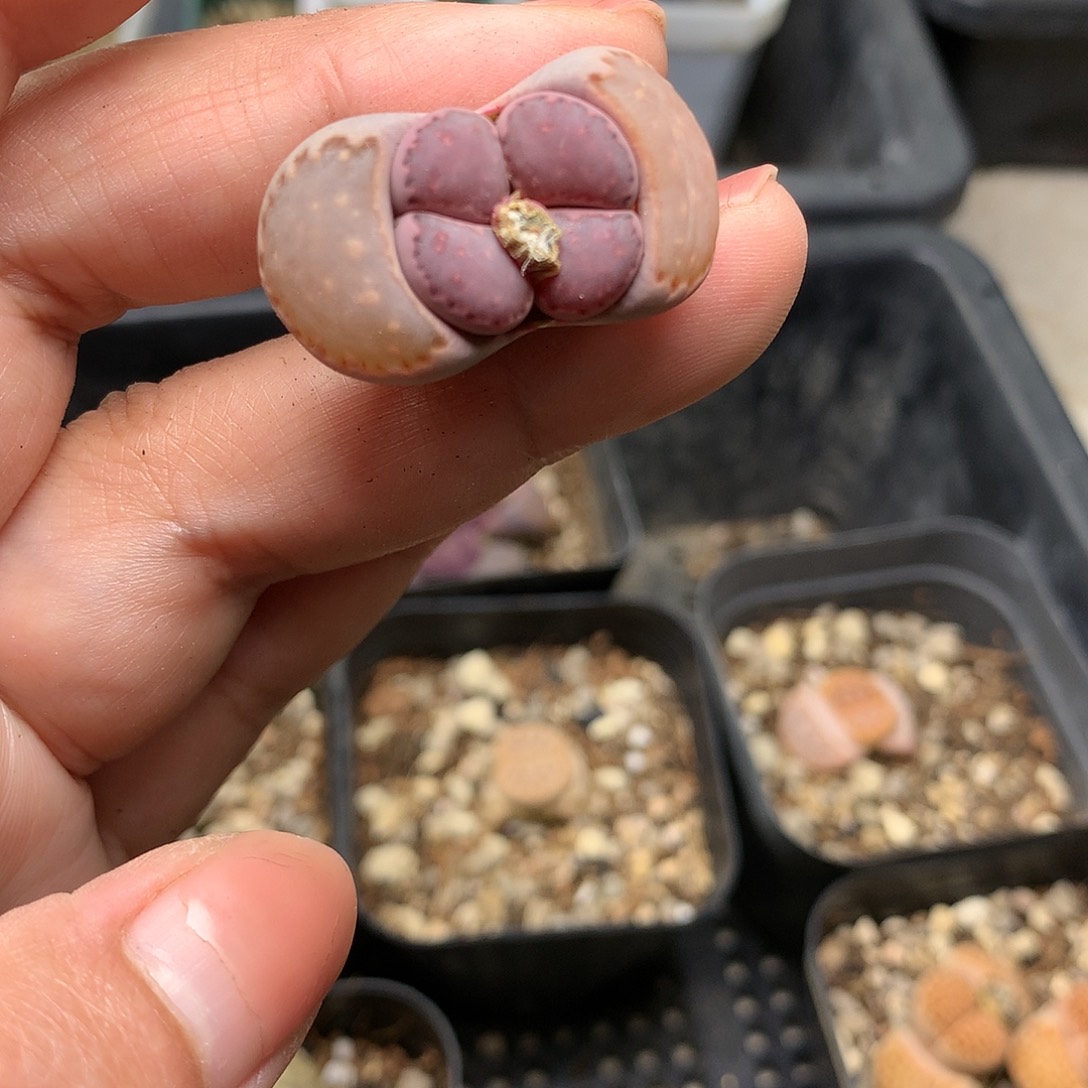 E33多肉植物保护研究所