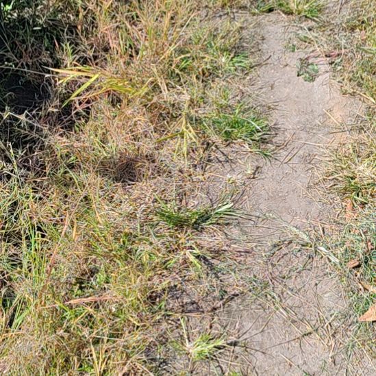 完全开放半开放冬天开花春季开花