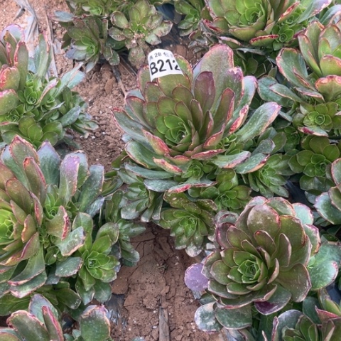 212枚金玫瑰不包断枝