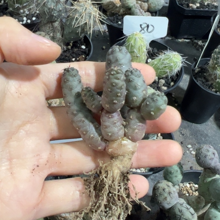 若***风仙人球仙人球仙人球