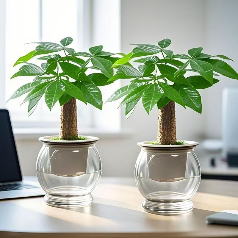 【买一送一】发财树盆栽客厅招财室内盆栽绿植办公室甲醛净化空气6