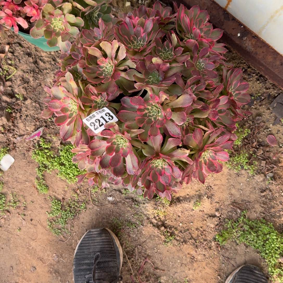 ＂****17-42法师朱砂醉2213