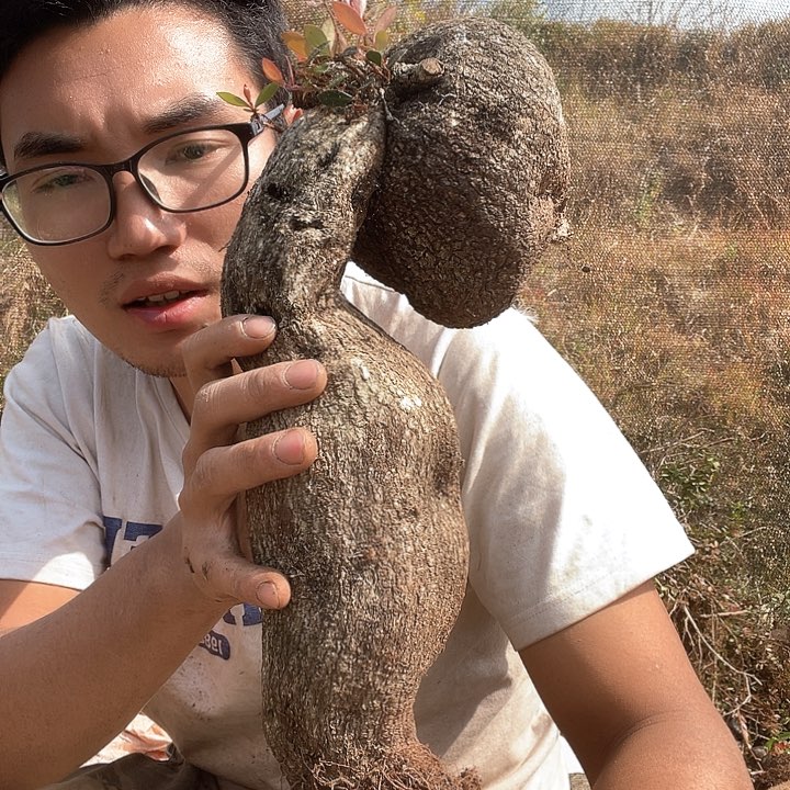 五翅莓曲奇饼方法