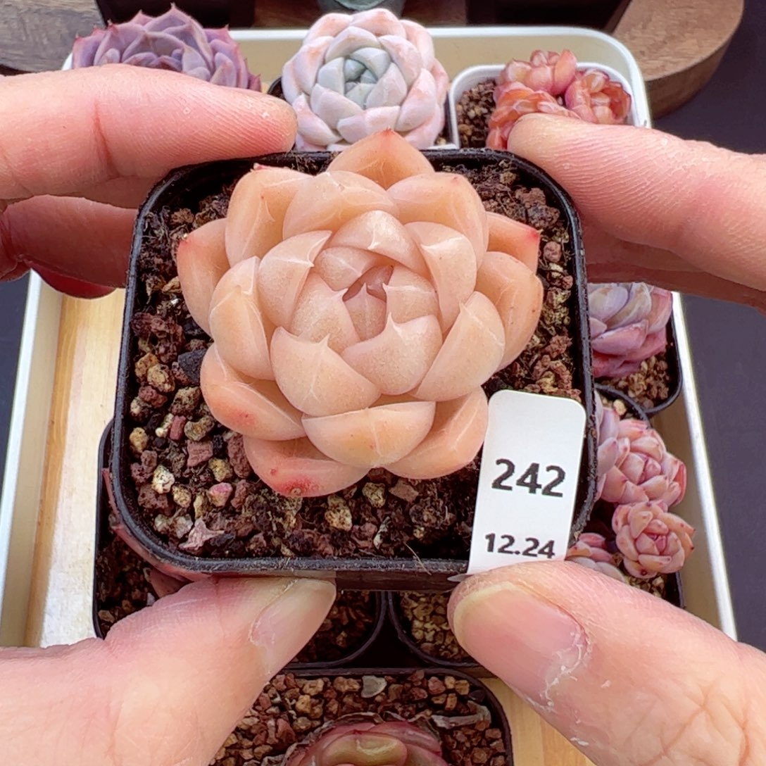 好好看242、哈哈哈哈