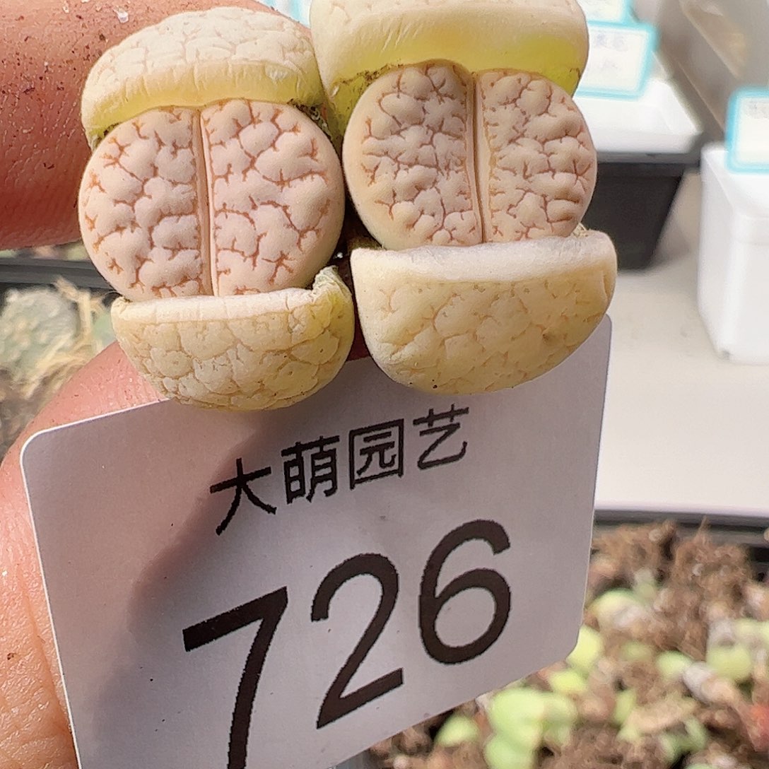 0000726优选374荒玉一物一拍