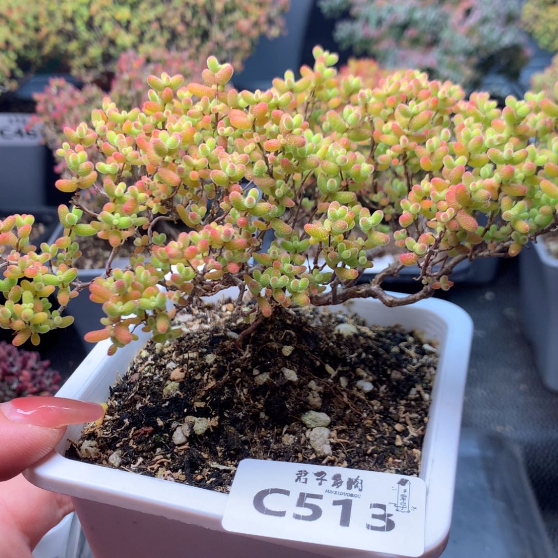 T***g513蜜橘糖球    下播福利