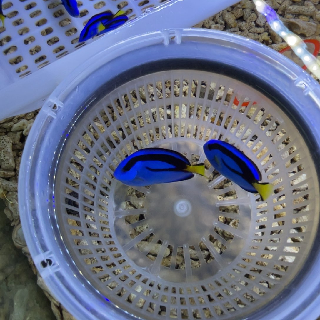 海水鱼蓝调一条顺丰包邮