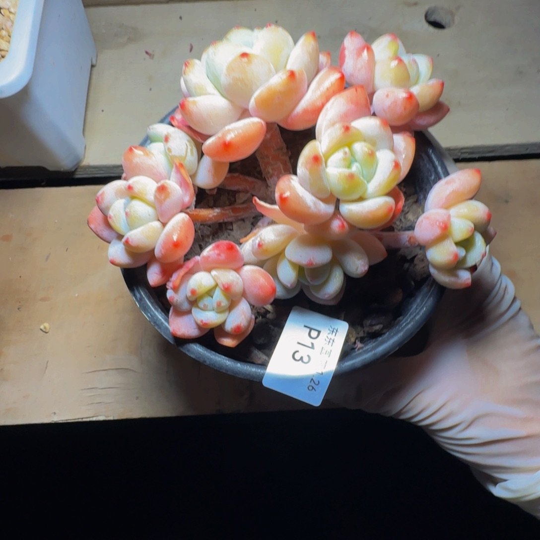 p p pp p p p p p 13