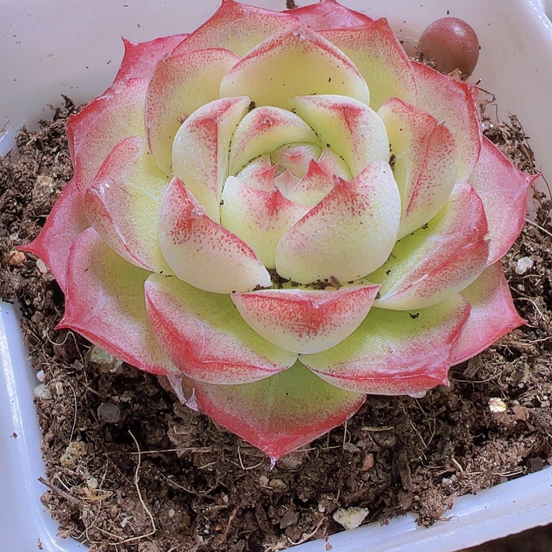 小精品玫瑰仙子19包邮