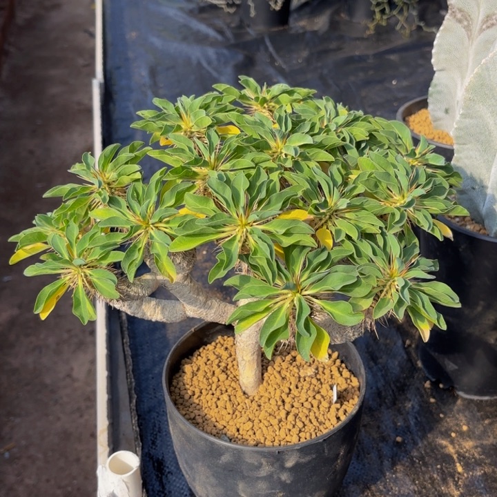 m鬼切隔养定到盆