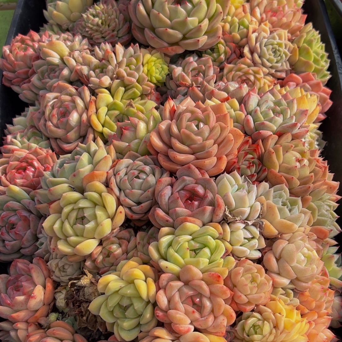 060多肉的人在我这都不