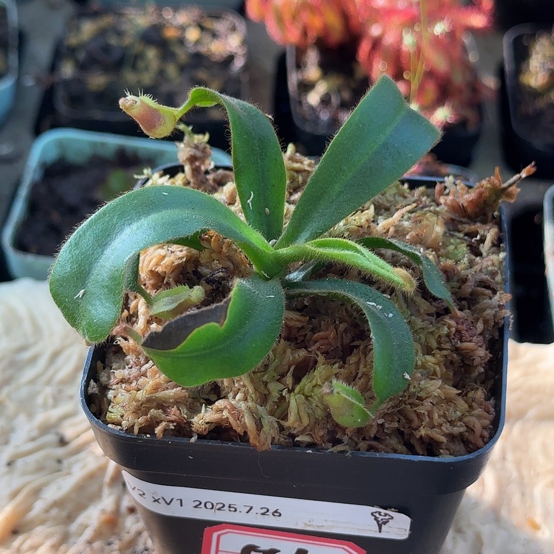 完全开放vv猪笼草