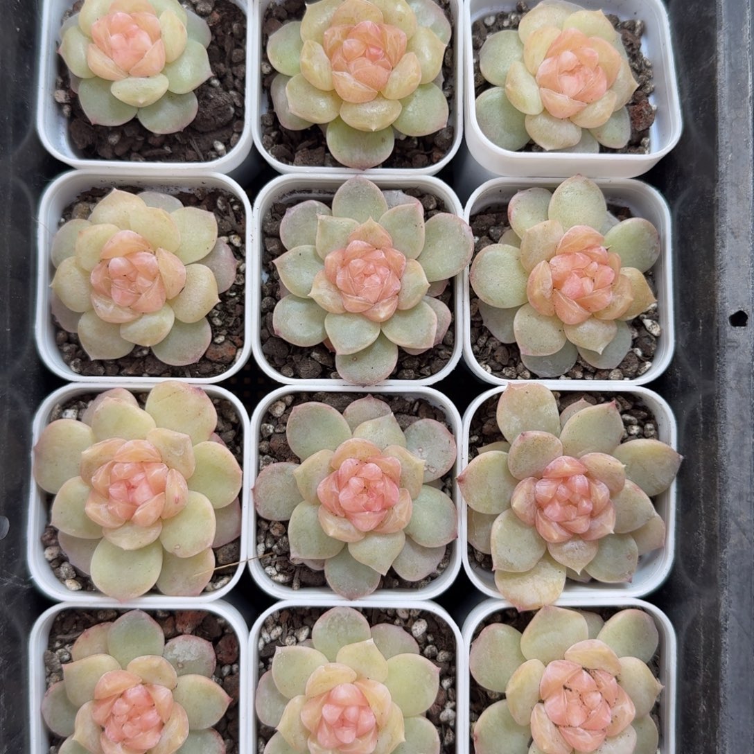 1121-011-余晖一颗量拍