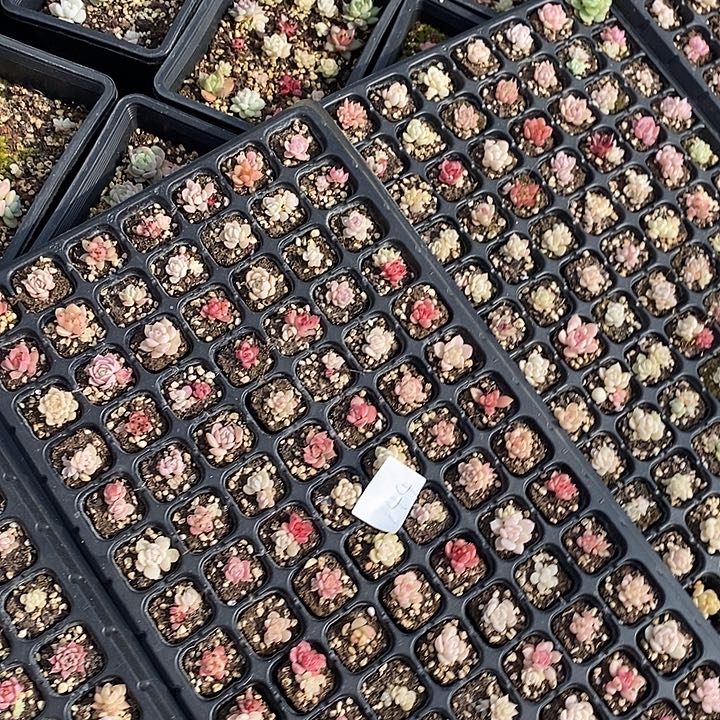 143-146 多肉植物盆栽花卉