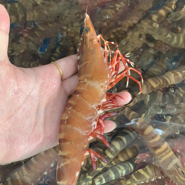 本地野生红脚虾，活活打氧发货，包鲜不包活