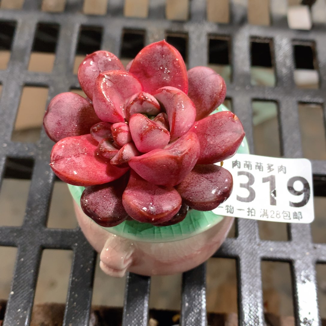 肉萌萌拇指盆精控多肉ZA319